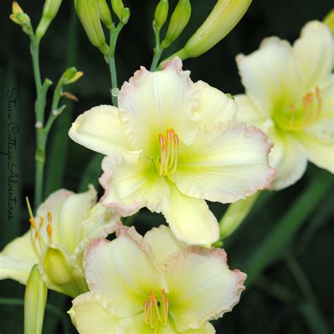 Stone Cottage Adventures: Daylily Varieties in My Garden