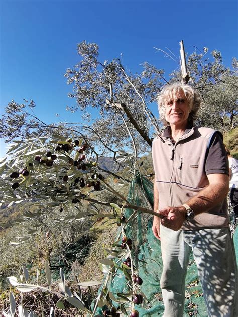 Olive harvest in Tuscany - Tuscany private tour - Talixo Tuscany