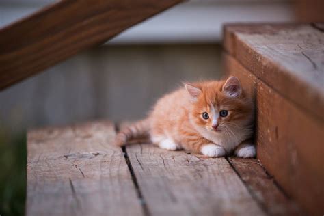 Kitten Cute Wallpaper,HD Animals Wallpapers,4k Wallpapers,Images ...