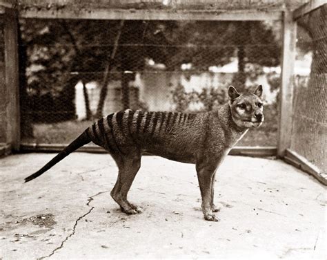 The Thylacine | Thylacine Integrated Genomic Restoration Research Lab