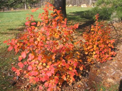 Princeton Nature Notes: Native shrubs fall color