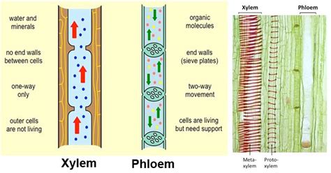 Xylem vs. Phloem: 18 Major Differences, Examples