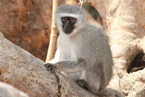 Vervet Monkey | The Animal Facts | Appearance, Diet, Habitat, Lifespan