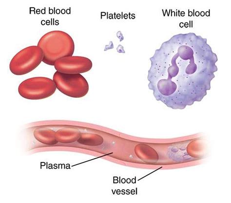 Pictures Of Blood Cells