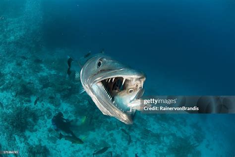 Barracuda Eats Fish High-Res Stock Photo - Getty Images