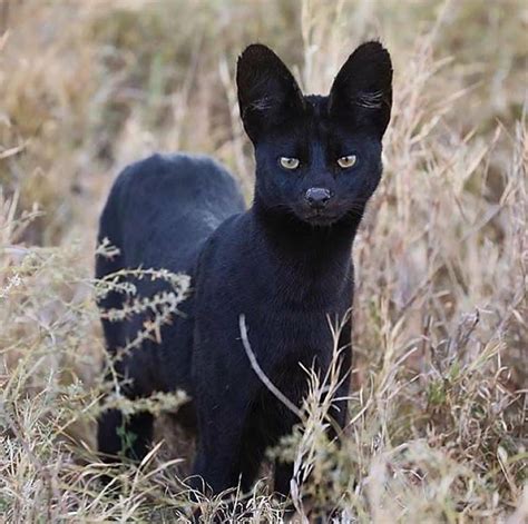 Manja, The Rare Melanistic Serval Cat Roams The Serengeti In Tanzania ...