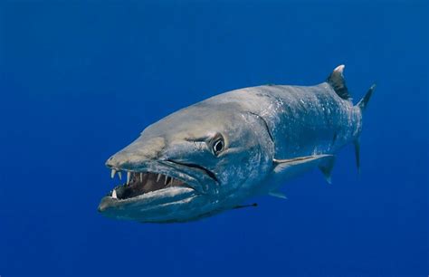 Great Barracuda - Animal Corner