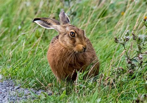 Brown hare | Wildlife Online