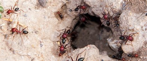 Understanding a Fire Ant Colony