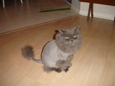 10 Cats Sporting Lion Haircuts