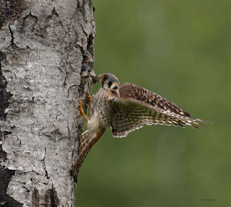 Kestrel Nests | paulrossibirds