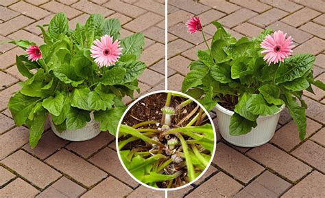 How to Grow Better Gerbera Daisies | Garden Gate