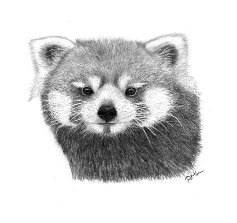 Red Panda Drawing by Rosanna Maria