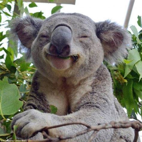 Koala fingerprints are nearly identical to human fingerprints ...