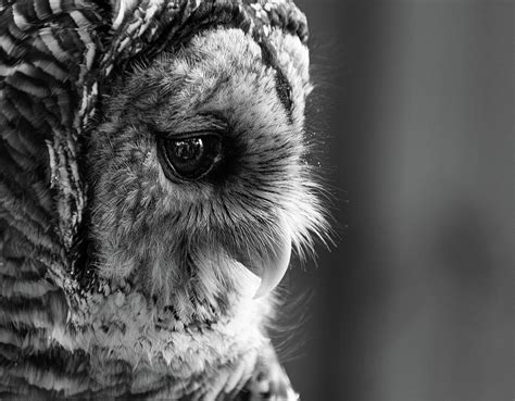 Sad Owl Photograph by Jeff Boudreau - Pixels