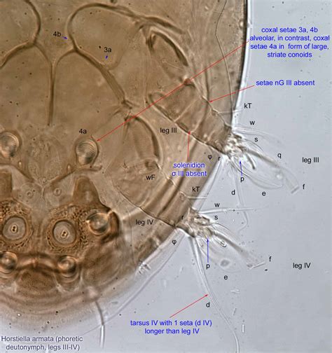 New Web-based Tool for Fast Identification of Bee Mites – Bee Informed ...