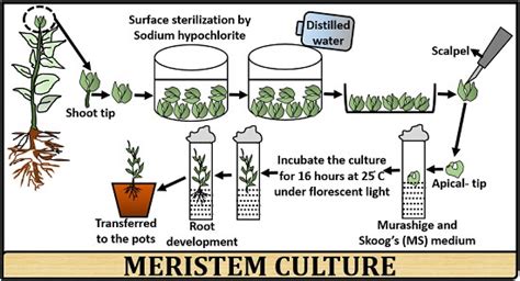 What is Meristem Culture? Definition, Process & Applications - Biology ...