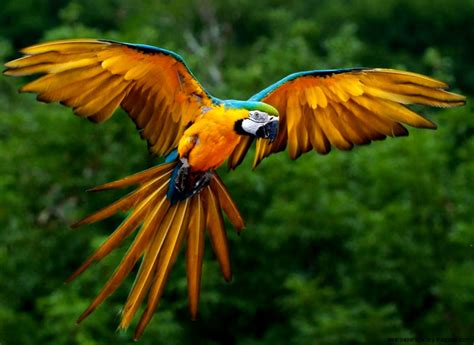 Endangered Rainforest Birds | Wallpapers Gallery