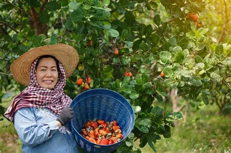 How Are Cashews Harvested? – Nut Geeks