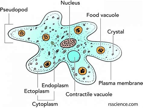 Amoeba proteus- Habitat, Culture and Structures