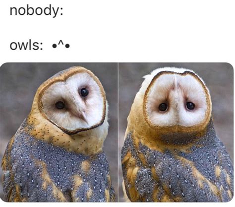 25 of the Cutest Owl Memes to Brighten Your Day | Let's Eat Cake