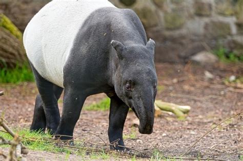 Malayan Tapir Facts, Distribution, Behavior, Adaptations