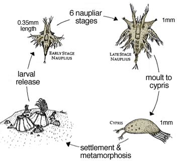 Goose Barnacle Life Cycle Video