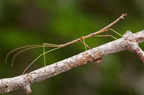 El insecto palo, un gran simulador