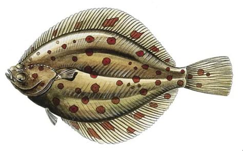 Know Your Flatfish Species With Our Identification Guide - SeaAngler