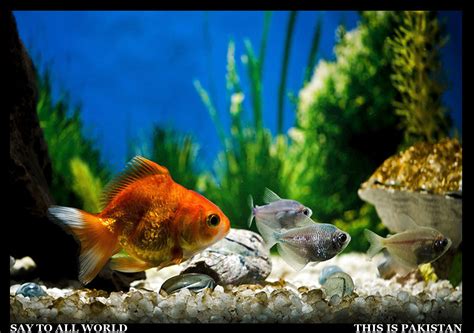 Fishes In Aquarium - Pakistan - This is Pakistan