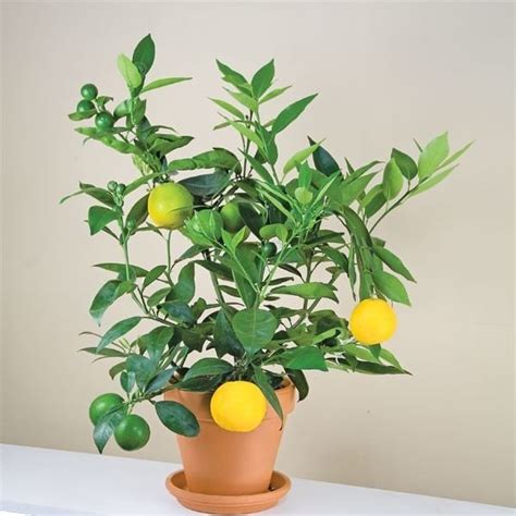 Citrus hybrid - Alchetron, The Free Social Encyclopedia