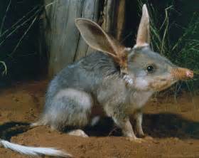 Endangered Species Spotlight: Bilby! | Featured Creature