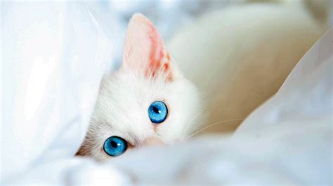 Ennegrecer banjo compartir gatos blanco ojos azules bebes aficionado ...