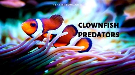 Clownfish Predators - Natural | Prey | Facts - SeaFish