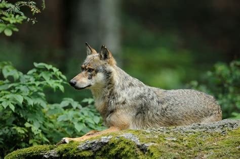 The wolves' habitat – Gray wolves prefer to live in mountain forests ...