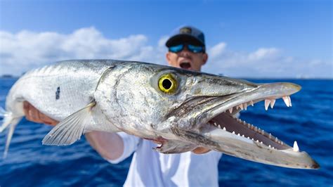 You've Been LIED to... Eating TOXIC Fish! Catch Clean Cook (Barracuda ...