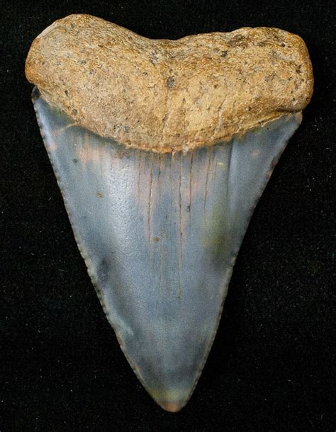 Fossil Great White Shark Tooth - 1.83" For Sale (#16613) - FossilEra.com