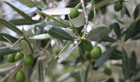 Cameras Spot Fatal Olive Tree Diseases Before the Symptoms Show ...