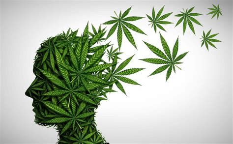 How Does Marijuana Use Affect the Brain and Body?