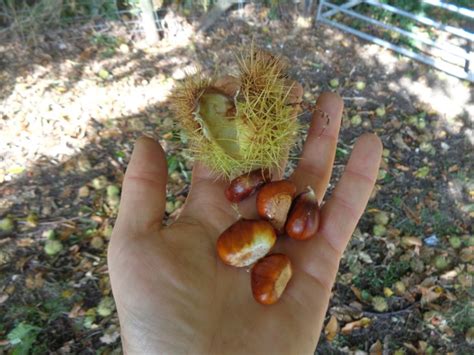 Edible nuts - Jack Raven Bushcraft