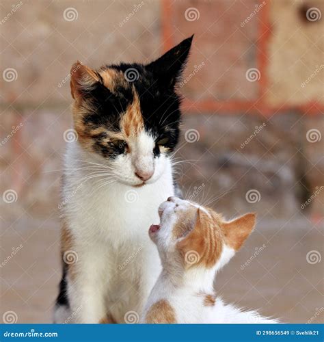 Mother Cat and Its Crying Kitten Stock Image - Image of newborn ...