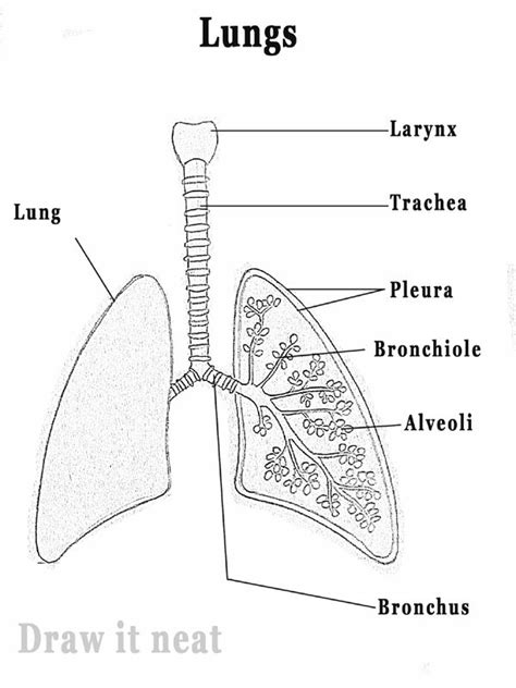 How to draw Lungs diagram | Science drawing, Biology diagrams, Basic ...