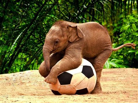 Cute Baby Elephant playing football : r/babyelephants