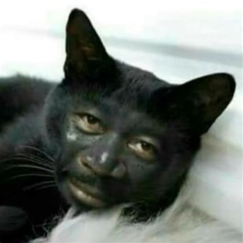 Create meme "bombay cat, black cat, black cat with red eyes" - Pictures ...