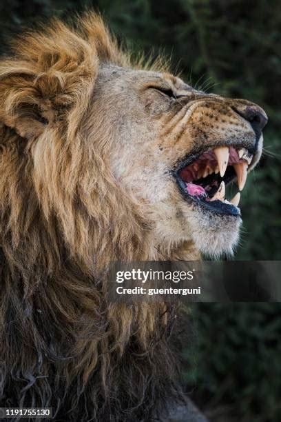 Male Lion Roar Photos and Premium High Res Pictures - Getty Images