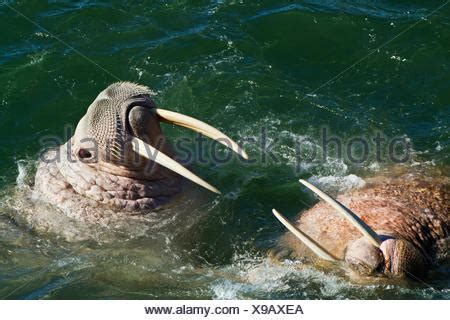 Two walrus fighting (Odobenus rosmarus). Round Island, Alaska, USA ...