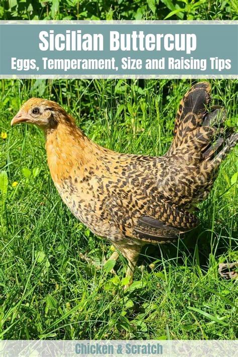 Sicilian Buttercup: Eggs, Temperament, Size and Raising Tips