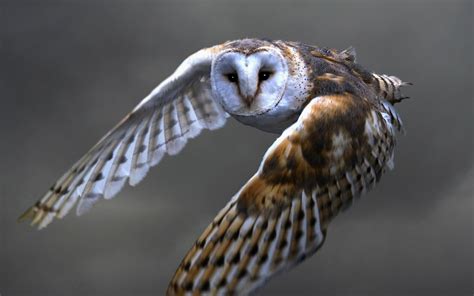 4K Owl Wallpaper - WallpaperSafari