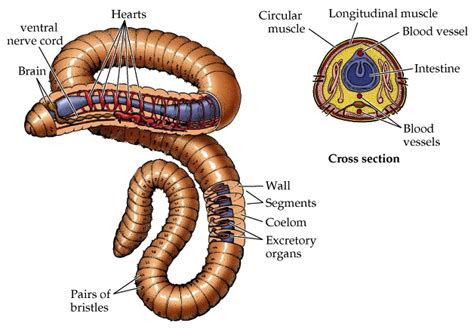 Segmented Worm Diagram