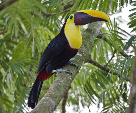 Chestnut-mandibled toucan - Wikipedia